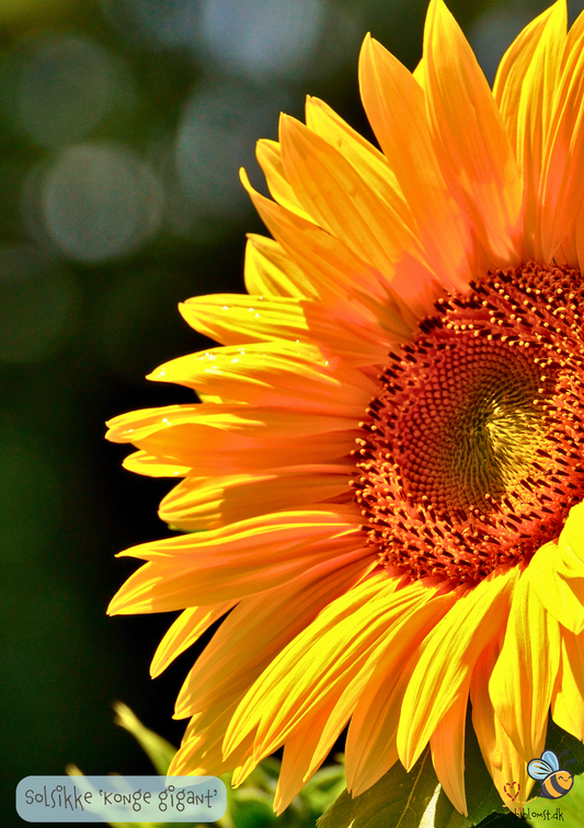 Solsikke 'Konge-Gigant' - Helianthus annuus