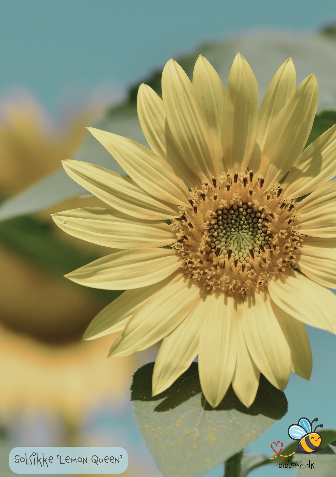 Solsikke, Lemon Queen - helianthus annuus