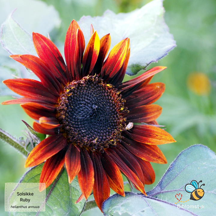 Solsikke 'Ruby' F1 Helianthus annuus