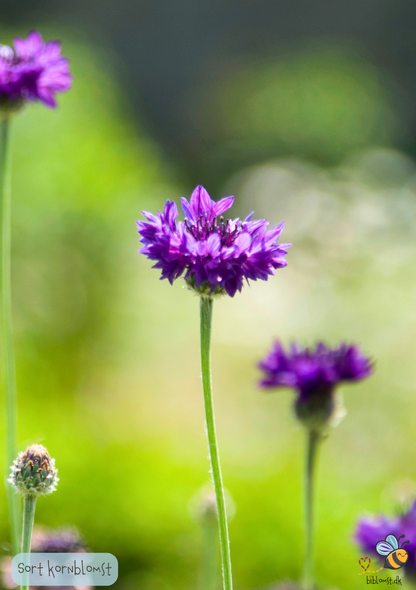 'Sort' Kornblomst - centaurea cyanus 'Black Ball'