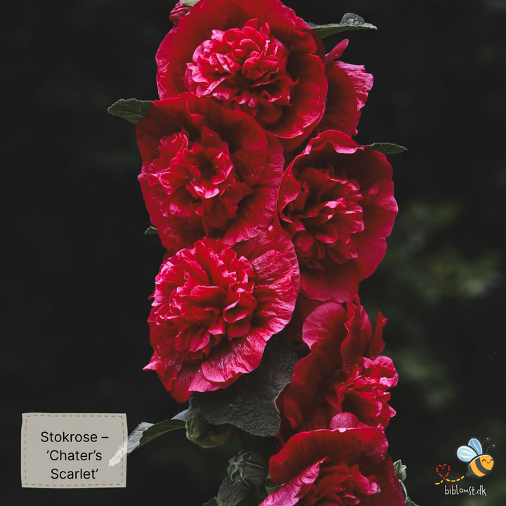 Stokrose – Alcea rosea ’Chater’s Scarlet’