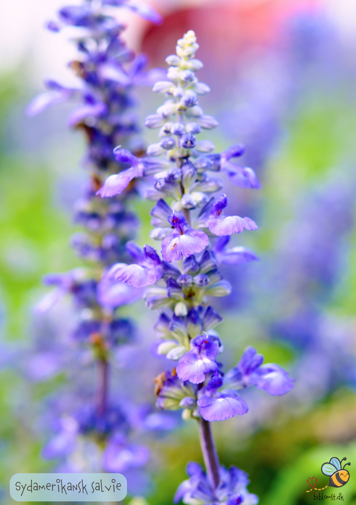 Sydamerikansk salvie - Salvia hispanica