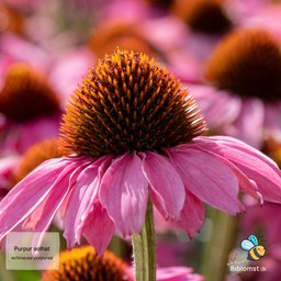 Purpursolhat – Echinacea purpurea