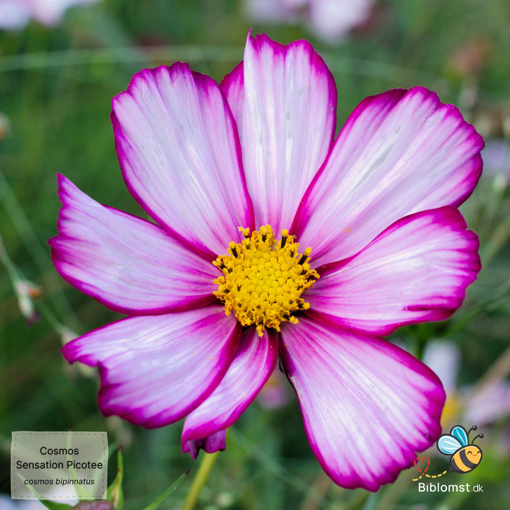 Cosmos bipinnatus 'Sensation Picotee'