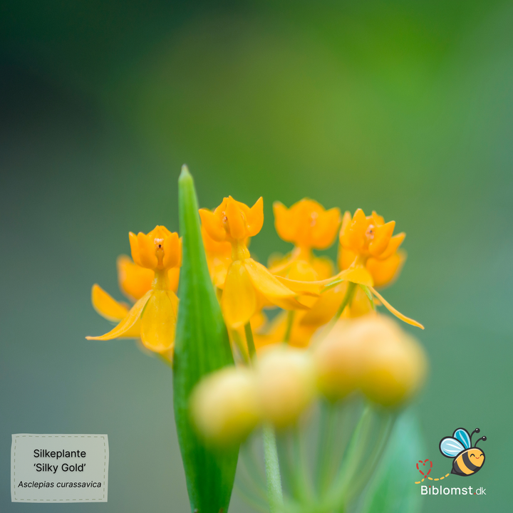 Silkeplante - Asclepias curassavica 'Silky Gold'