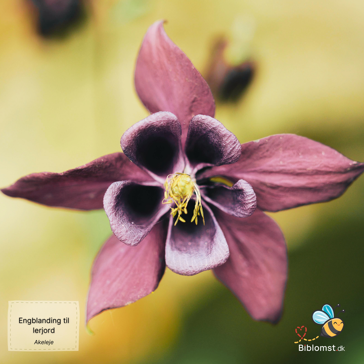 Biblomst - Engblanding til lerjord