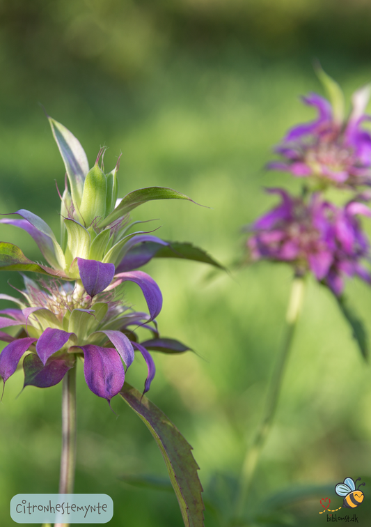 Citronhestemynte – Monarda citriodora (Bee Balm)