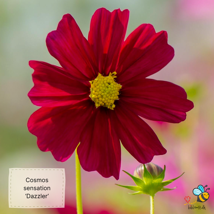 Stolt kavaler/kosmos 22 forskellige slags