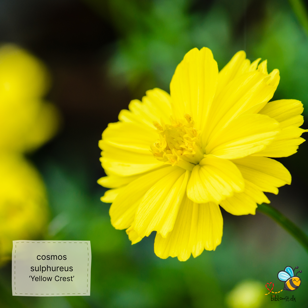 Stolt kavaler/kosmos 22 forskellige slags