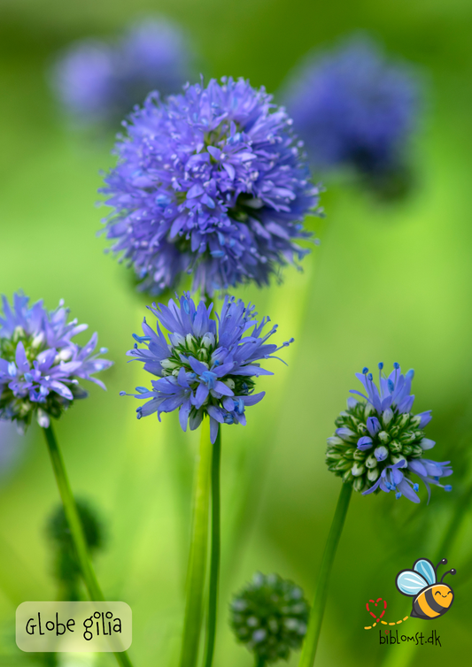 Globe Gilia - Gilia capitata