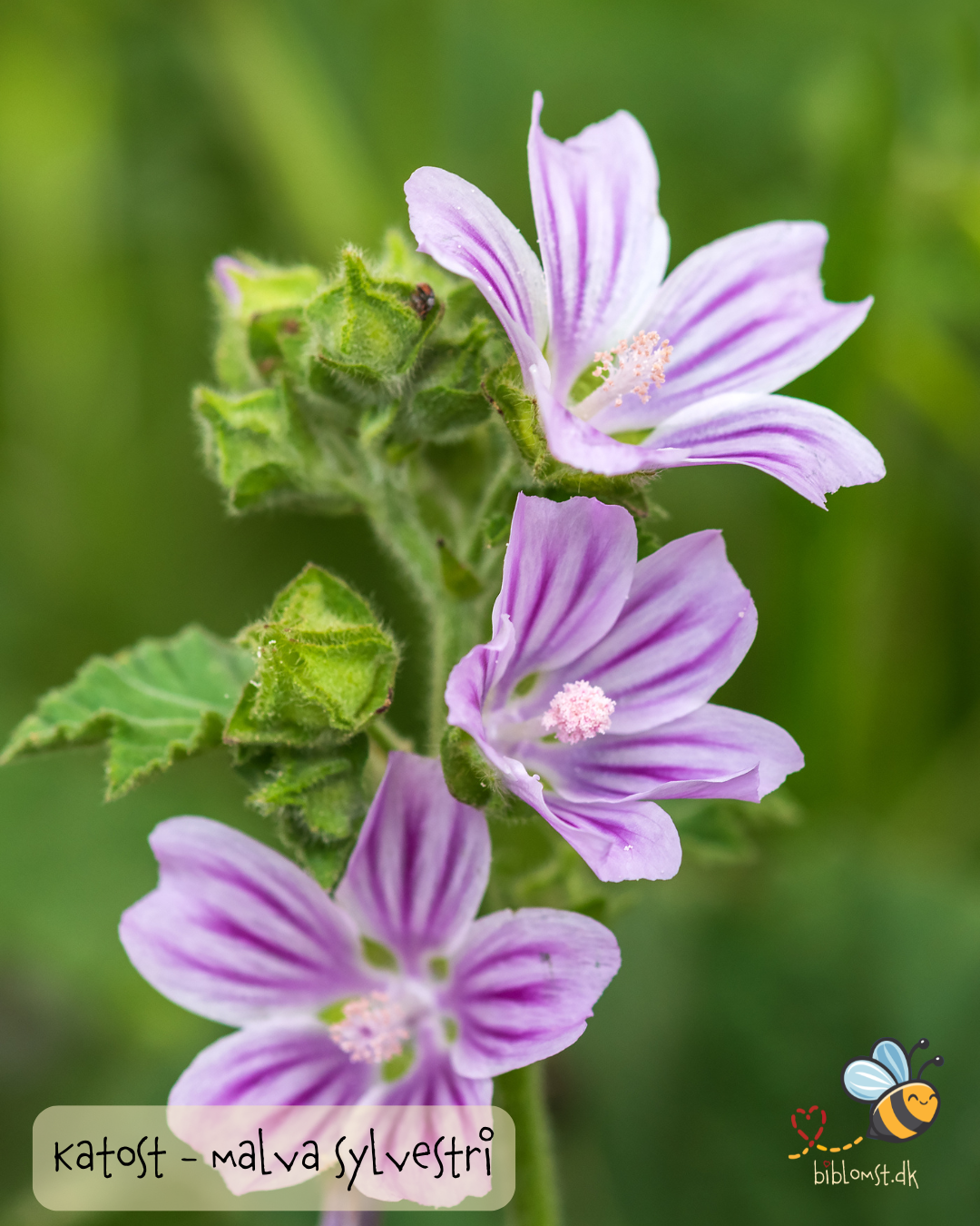 Katost - Malva sylvestris