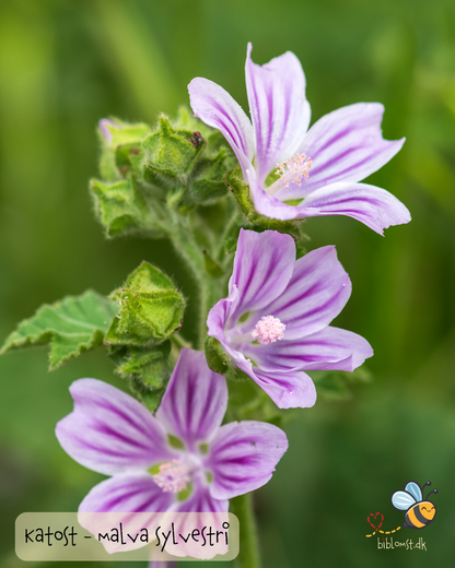 Katost - Malva sylvestris