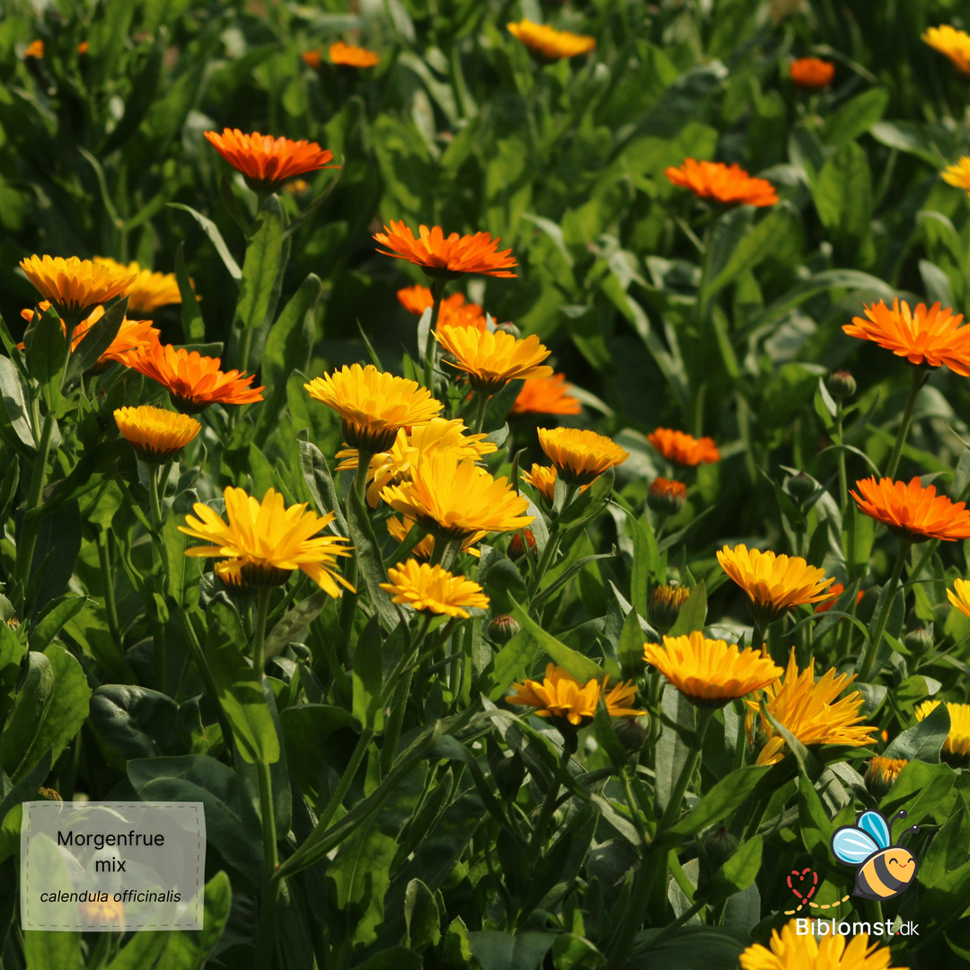 Morgenfrue Mix (Calendula officinalis)