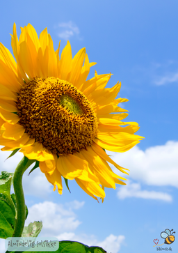 Almindelig Solsikke - Helianthus annuus