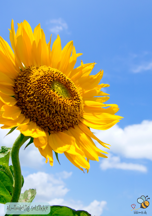 Almindelig Solsikke - helianthus annuus