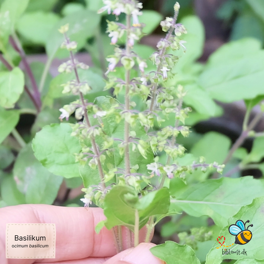 Basilikum Genovese - ocimum basilicum