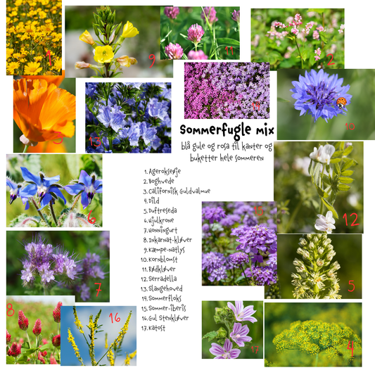 Sommerfugle mix - blå gule og rosa til kanter og buketter hele sommeren