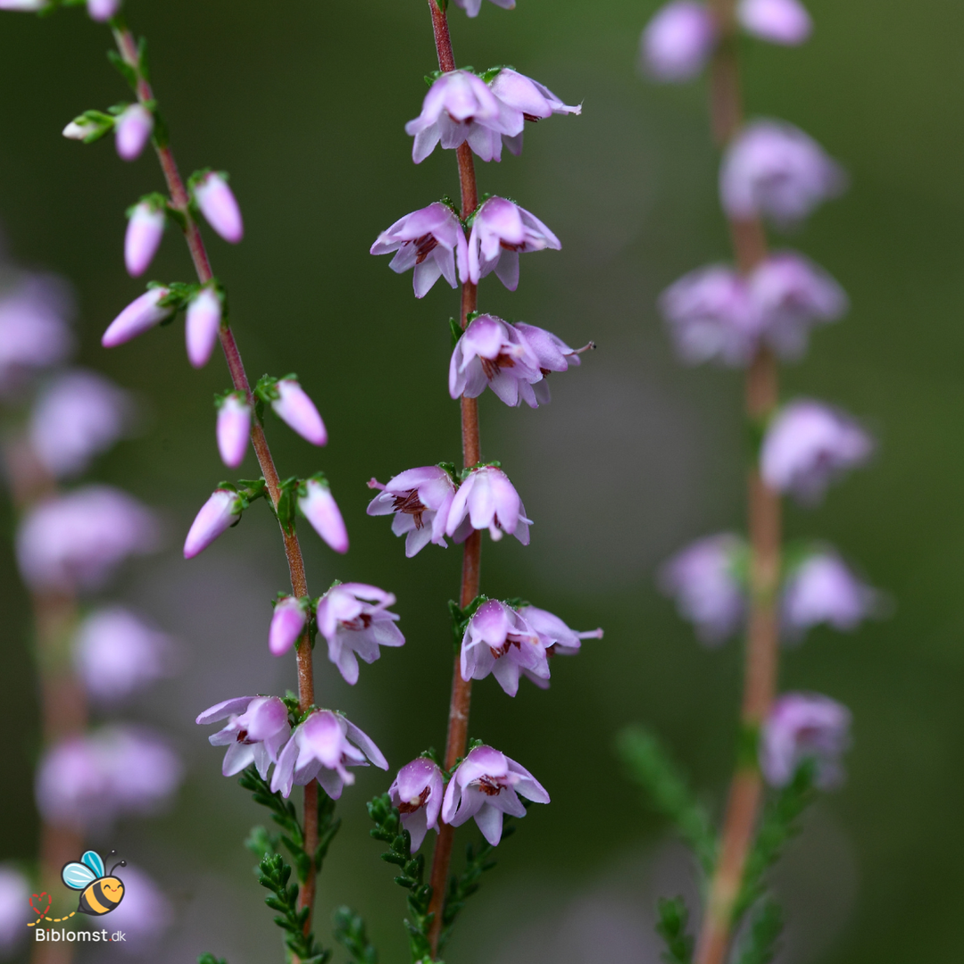 Hedelyng – Calluna vulgaris