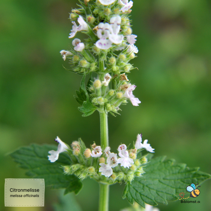 Citronmelisse - melissa officinalis