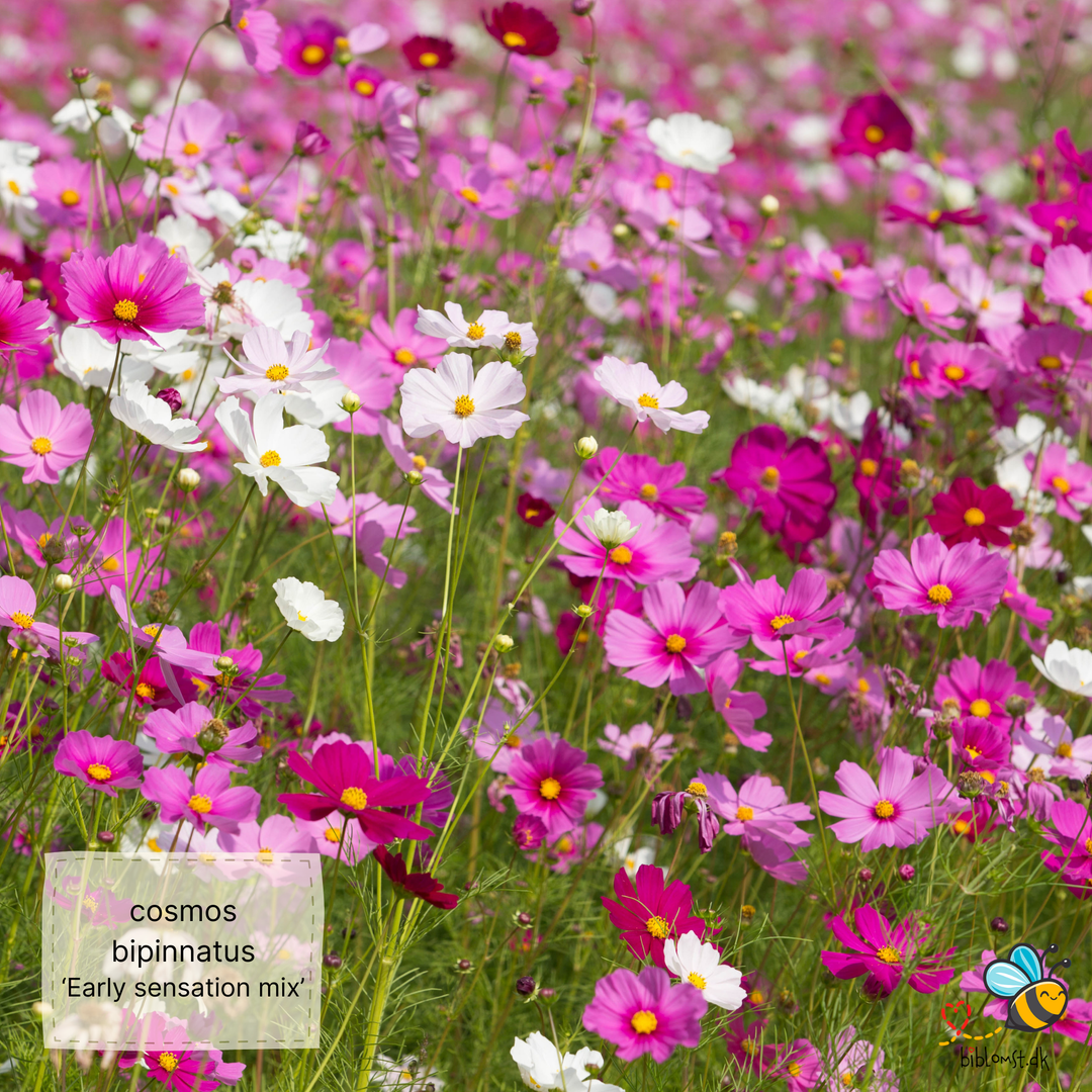 Stolt kavaler – Cosmos bipinnatus ’Early Sensation Mix’