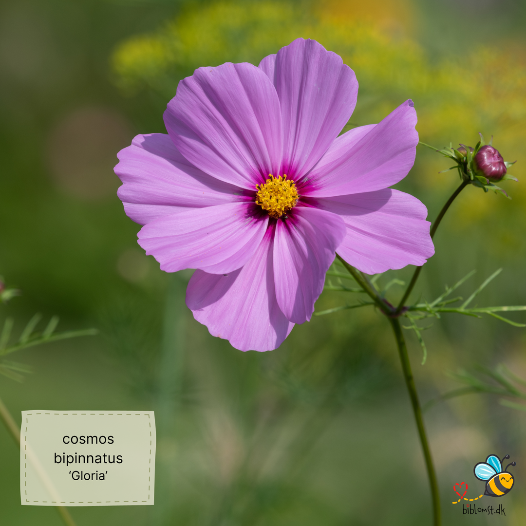 Stolt kavaler/kosmos 22 forskellige slags