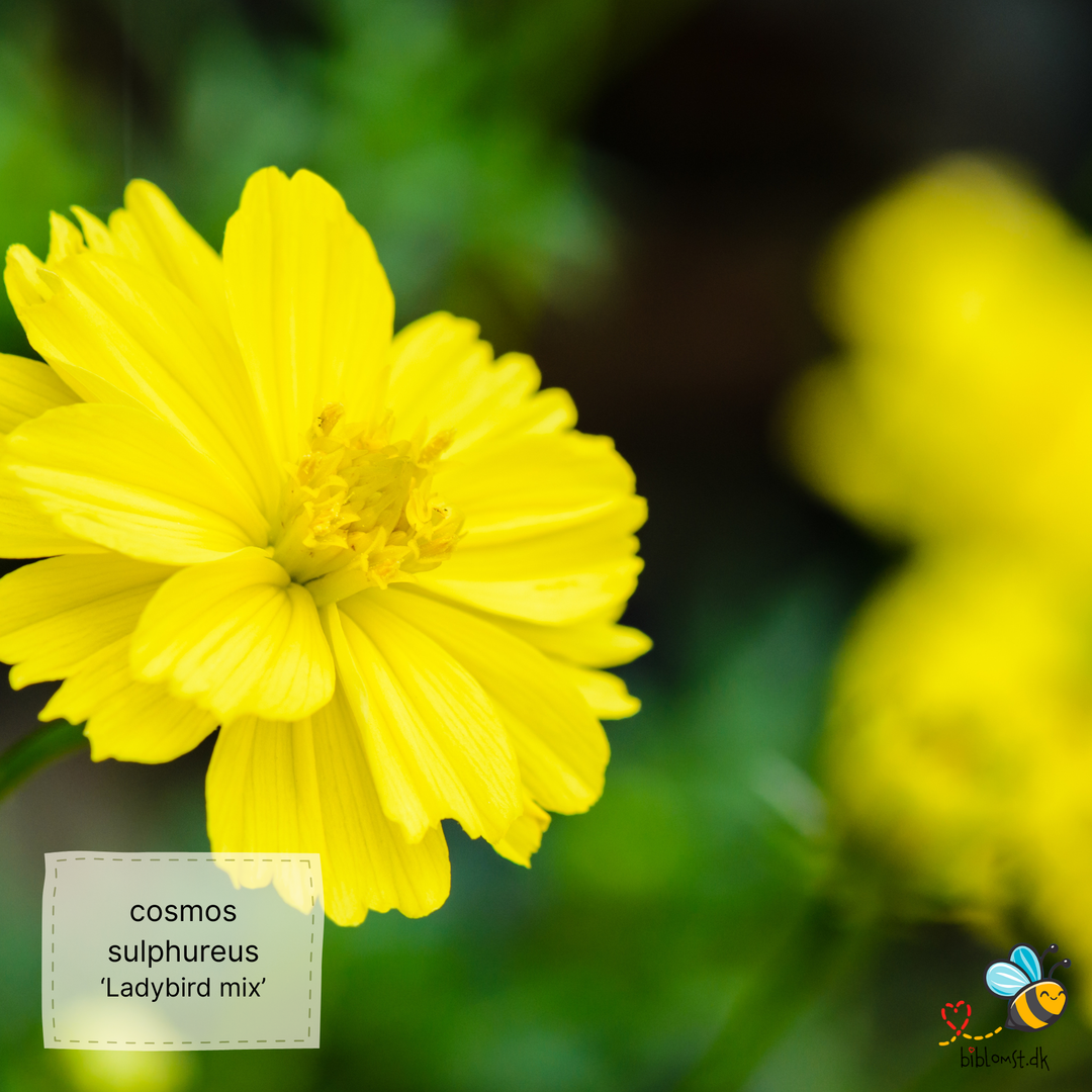 Kosmos - 'Ladybird' - cosmos sulphureus ladybird mix