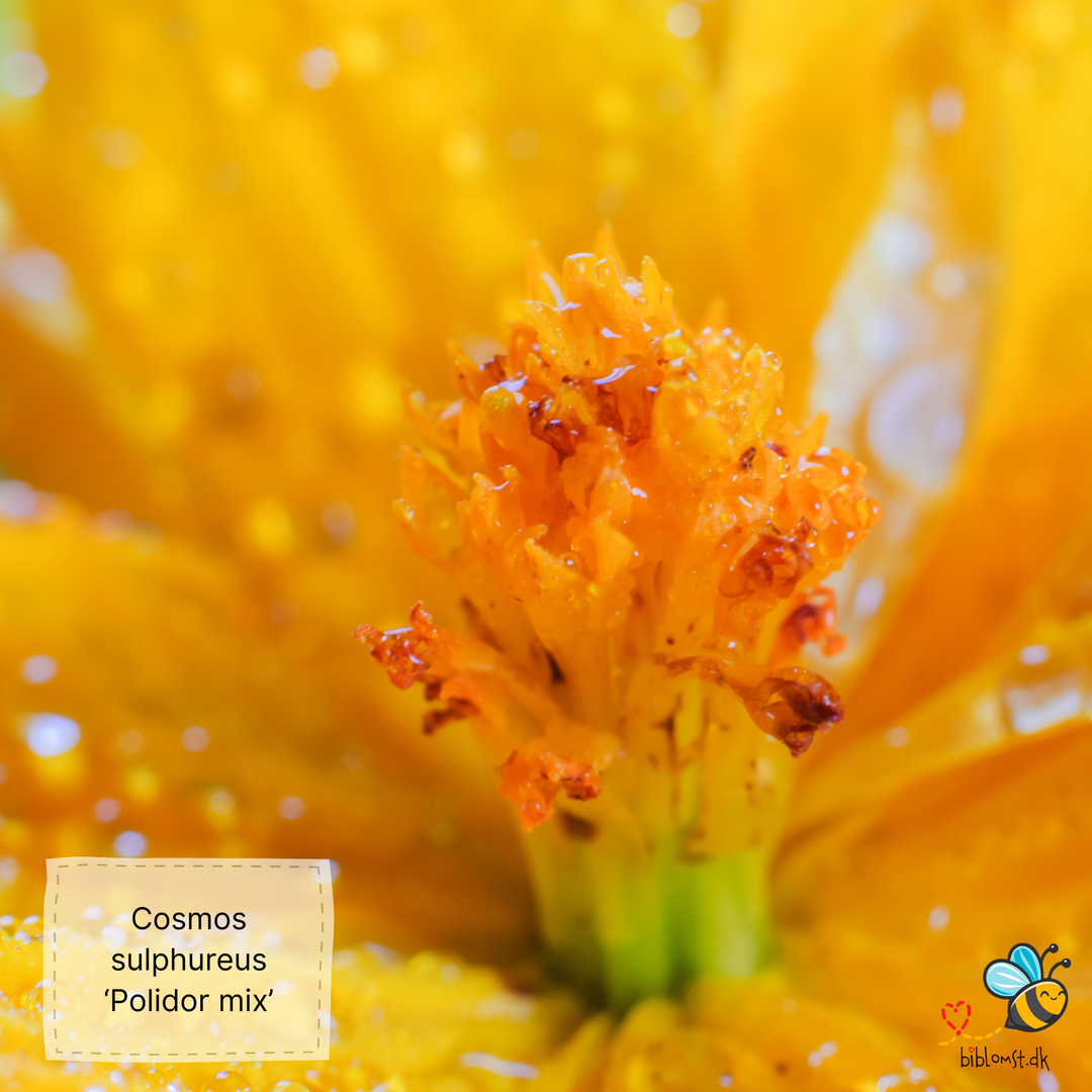 Svovlgul Kosmos - cosmos sulphureus polidor mixed