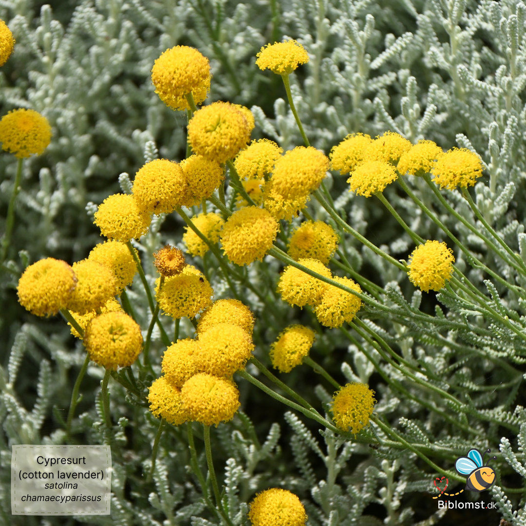 Cypresurt – Santolina chamaecyparissus (Lavender Cotton)