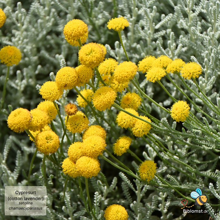 Cypresurt – Santolina chamaecyparissus (Lavender Cotton)
