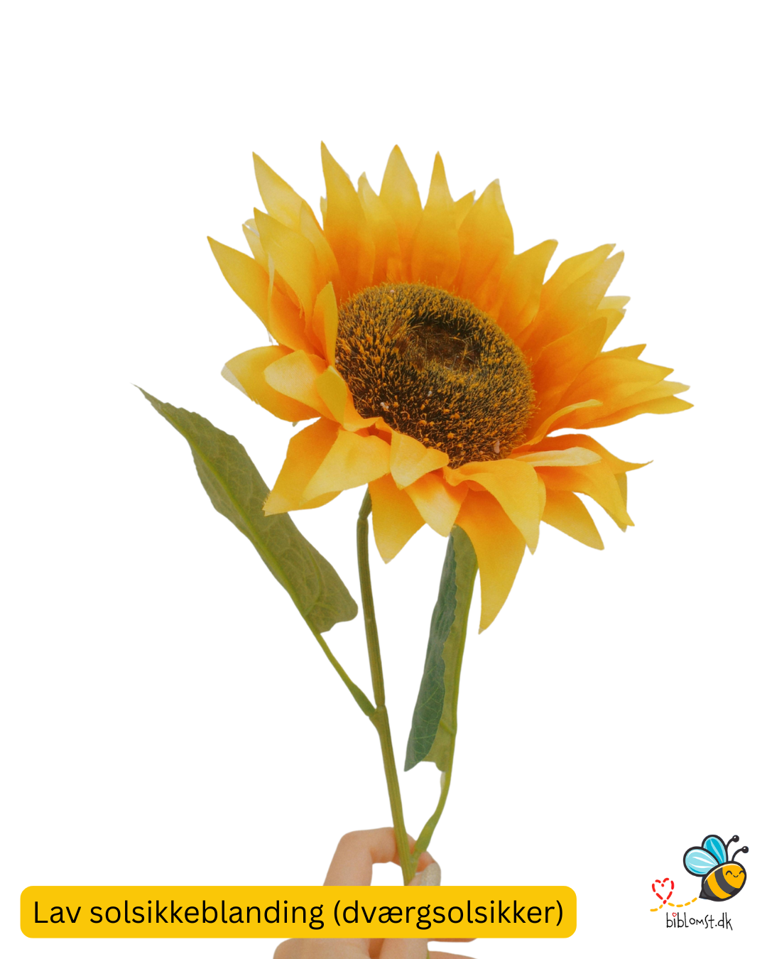 Biblomst Lav solsikke blanding (Helianthus annuus)