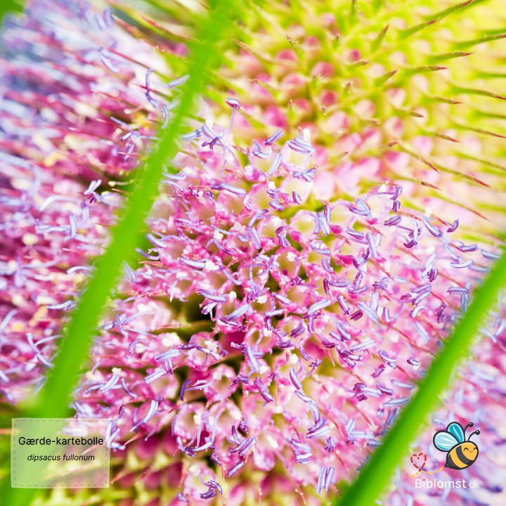 Gærdekartebolle – Dipsacus fullonum