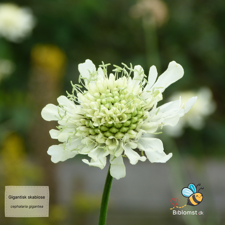 gigantisk skabiose, kæmpe skælhoved - Cephalaria gigantea