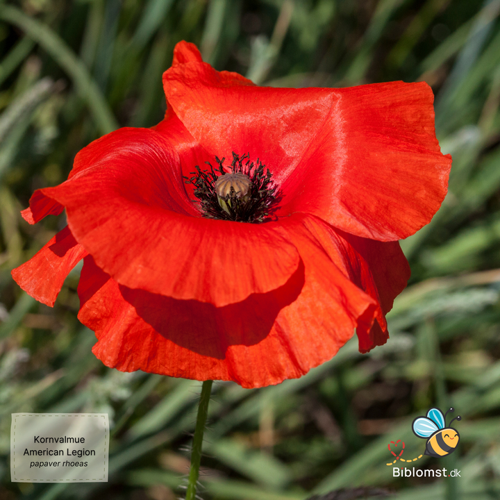 Kornvalmue ‘American Legion’ – Papaver rhoeas