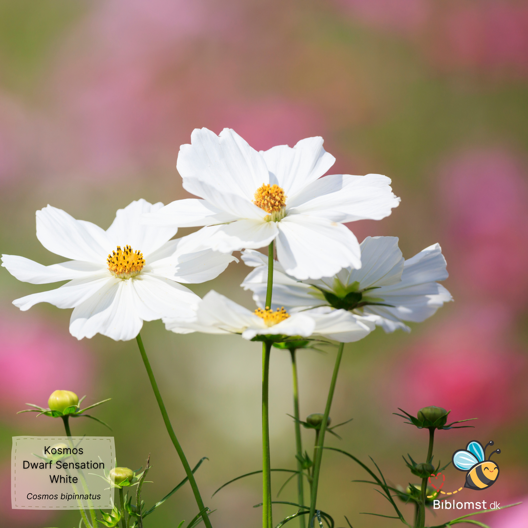 Stolt kavaler – Cosmos bipinnatus ’Dwarf Sensation White’