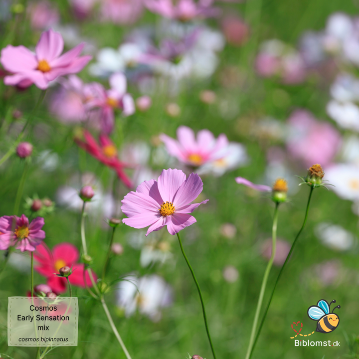 Stolt kavaler – Cosmos bipinnatus ’Early Sensation Mix’