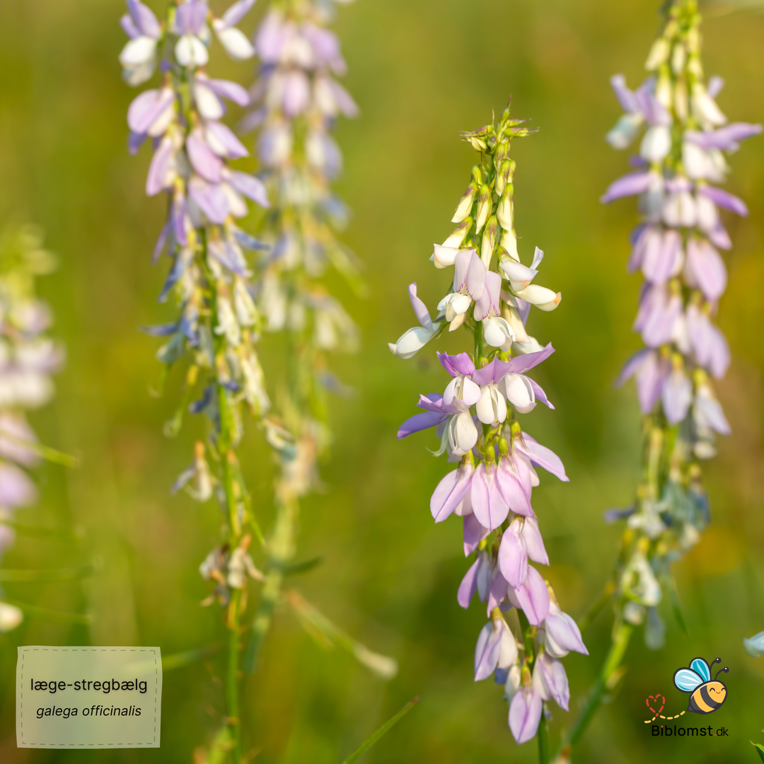 Læge-stregbælg – Galega officinalis