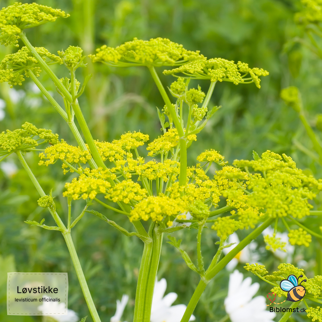 Løvstikke – Levisticum officinale