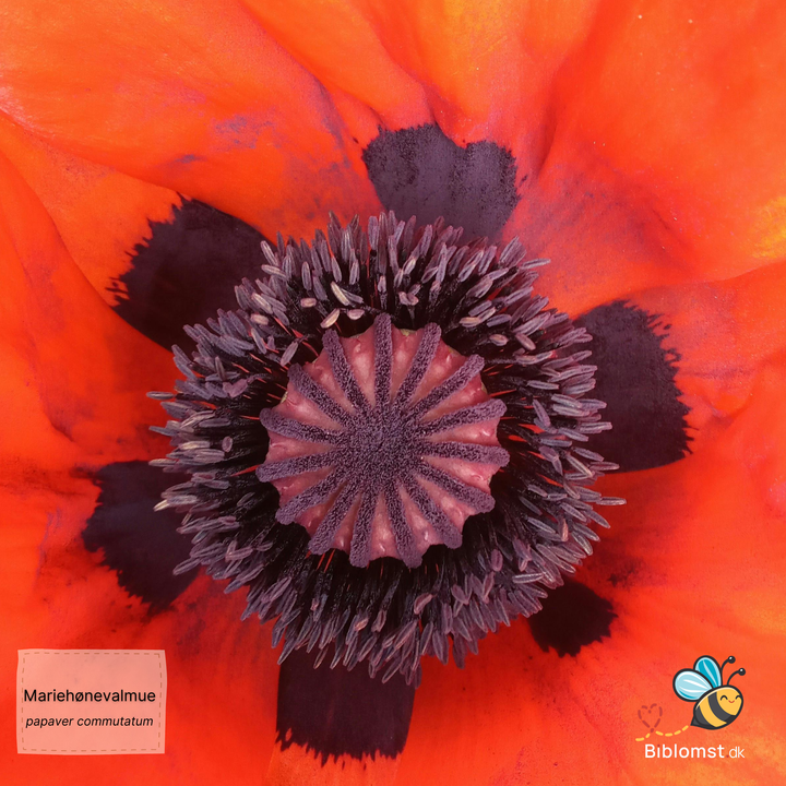 Mariehønevalmue - Papaver commutatum 'Ladybird'