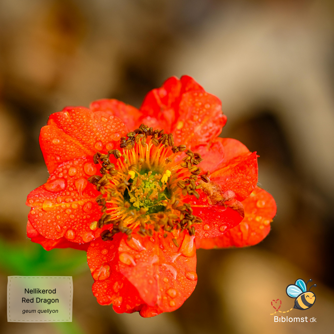 Nellikerod – Geum chiloense 'Red Dragon'