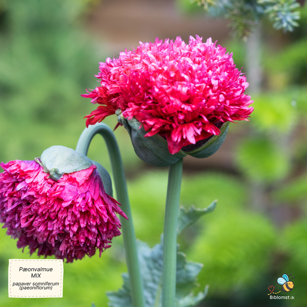 Pæonvalmue mix - Papaver somniferum (paeoniflorum)