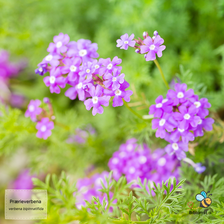Prærieverbena – Glandularia bipinnatifida; syn. Verbena bipinnatifida
