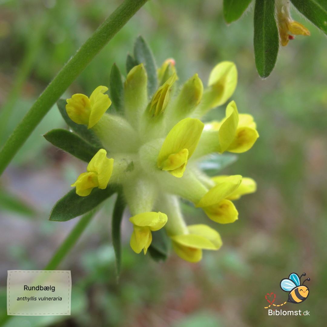 Rundbælg – Anthyllis vulneraria