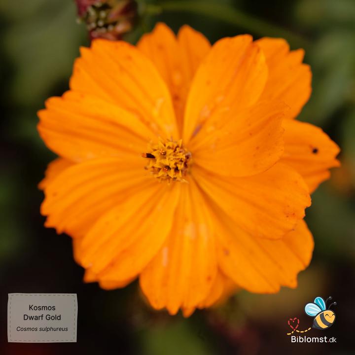 Svovlgul kosmos – Cosmos sulphureus ’Dwarf Gold’