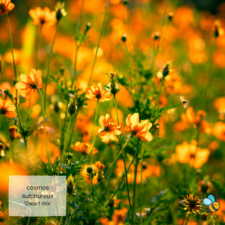 Svovlgul kosmos – Cosmos sulphureus ’Dwarf Mix’