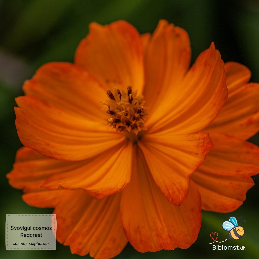 Svovlgul kosmos Cosmos sulphureus ‘Redcrest’