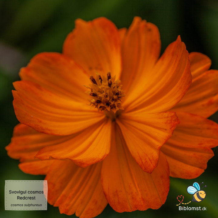 Svovlgul kosmos Cosmos sulphureus ‘Redcrest’