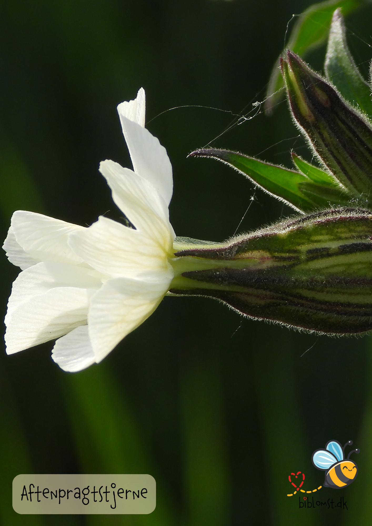 Aftenpragtstjerne, Silene latifolia