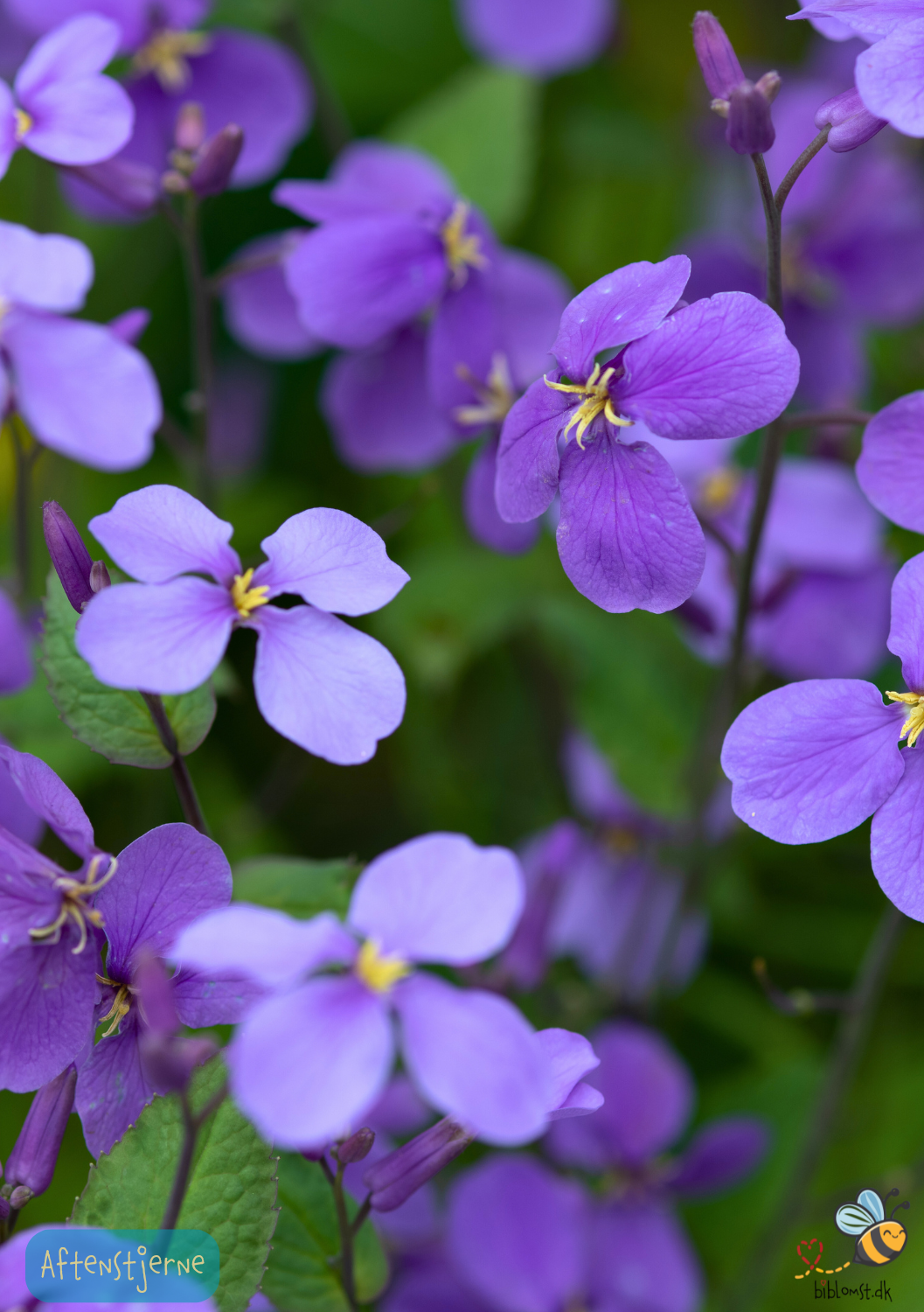 Aftenstjerne - Hesperis matronalis