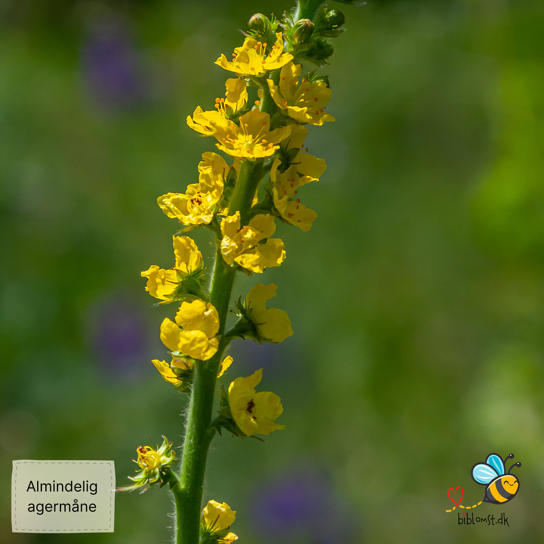 Alm. agermåne, Agrimonia eupatoria