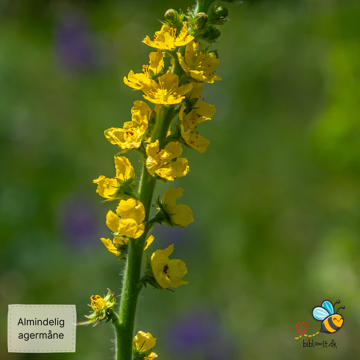 Alm. agermåne, Agrimonia eupatoria
